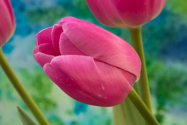 Flores de tulipán rosa sobre el fondo brillante — Foto de Stock