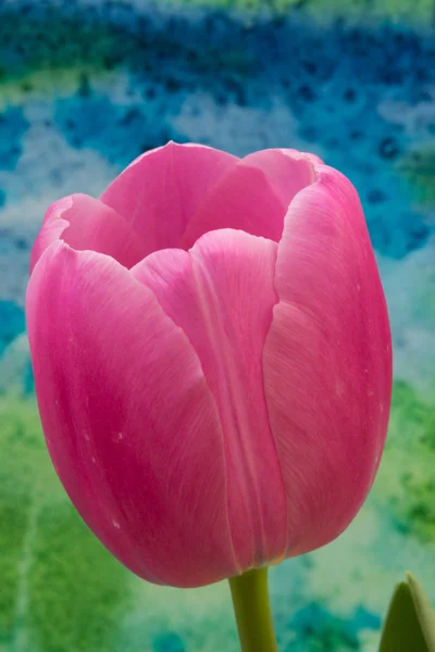 Pink tulip flowers on the bright background — Stock Photo, Image