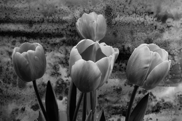 Tulipas pretas e brancas — Fotografia de Stock