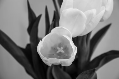 Açık arkaplanda beyaz laleler