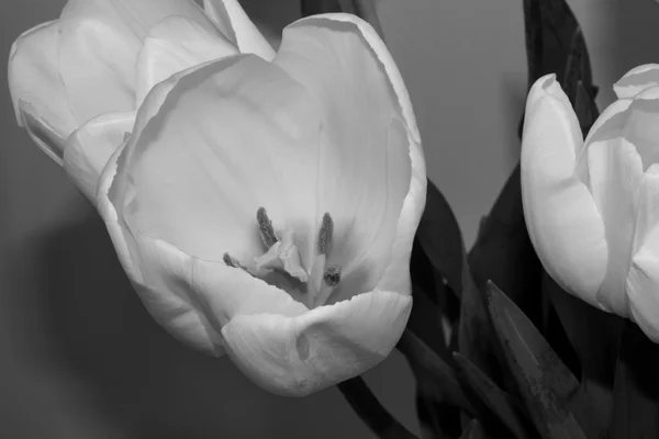 Tulipes blanches sur le fond clair — Photo