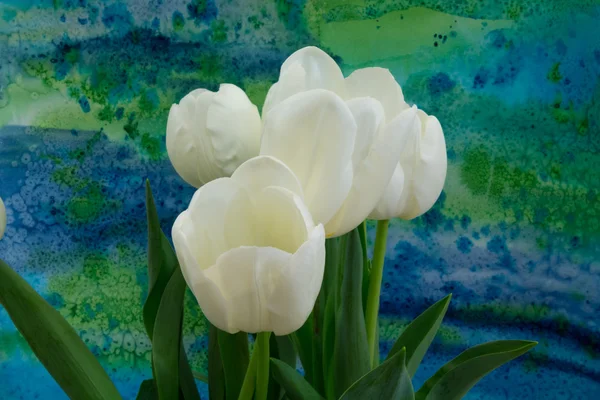 White tulips on the bright background — Stock Photo, Image