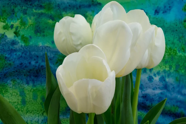 Białe tulipany na jasnym tle — Zdjęcie stockowe