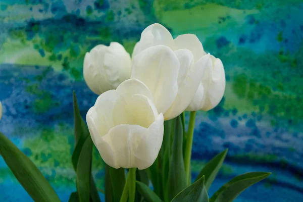 Tulipanes blancos en el fondo brillante — Foto de Stock