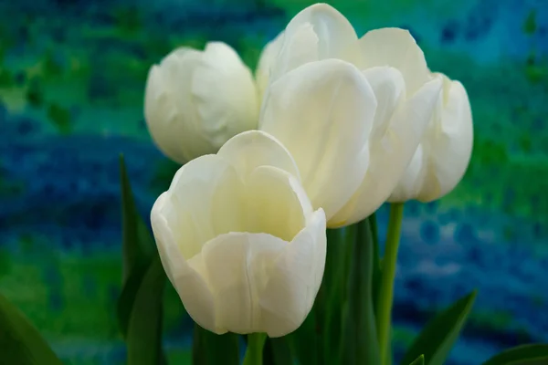 Tulipanes blancos en el fondo brillante — Foto de Stock