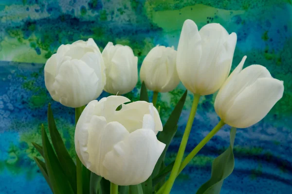 Tulipanes blancos en el fondo brillante — Foto de Stock