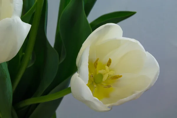 Bílé tulipány na světlém pozadí — Stock fotografie