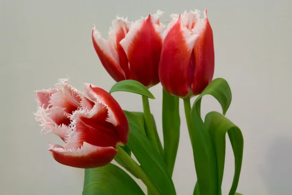 Tulipanes blancos y rojos sobre fondo claro — Foto de Stock