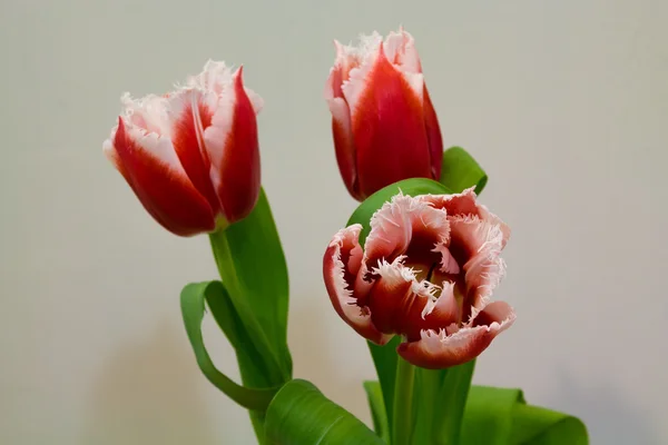 Белый и красный тюльпаны на светлом фоне — стоковое фото