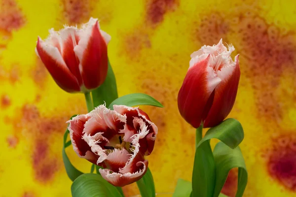 White and red  tulips on the bright background — Stock Photo, Image