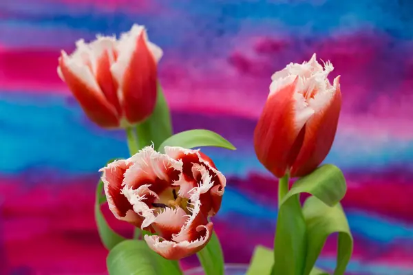 Tulipanes blancos y rojos en el fondo brillante — Foto de Stock