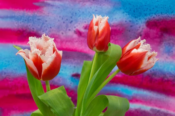 Tulipanes blancos y rojos en el fondo brillante — Foto de Stock