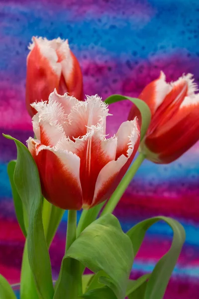 Белые и красные тюльпаны на ярком фоне — стоковое фото