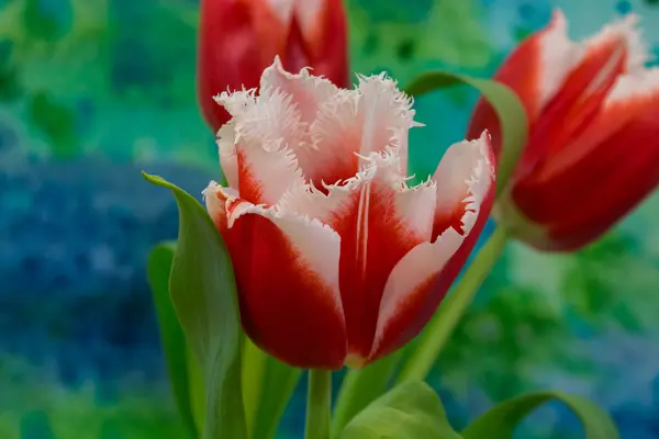 Vita och röda tulpaner på den ljusa bakgrunden — Stockfoto