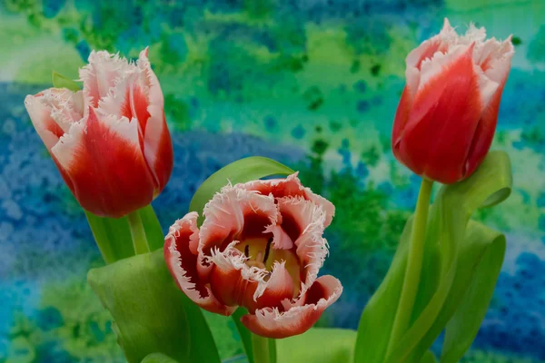 Białe i czerwone tulipany na jasnym tle — Zdjęcie stockowe
