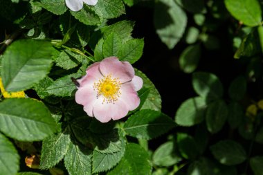 Parkta çiçek açan pembe doge çiçekleri. Rosa canina güzel çiçekler.