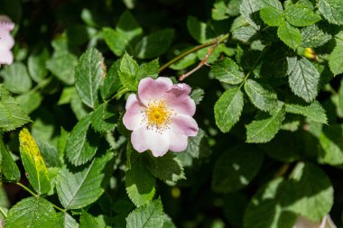 Parkta çiçek açan pembe doge çiçekleri. Rosa canina güzel çiçekler.