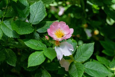 Parkta çiçek açan pembe doge çiçekleri. Rosa canina güzel çiçekler.