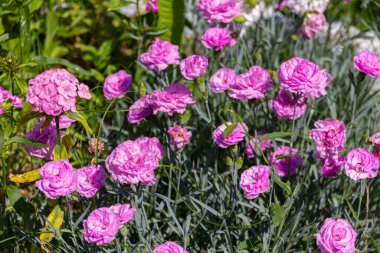 Blooming pink Dianthus caryophyllus flowers. Commonly known as the carnation or clove pink. clipart