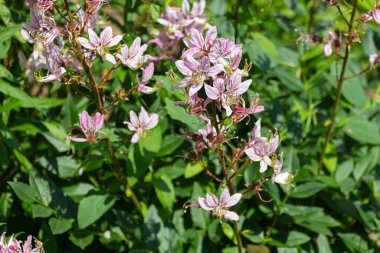 Çiçek açan pembe Dictamnus çiçekleri. Genellikle yanan çalı, dittany, gaz fabrikası ya da fraxinella olarak bilinir..