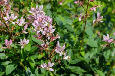 Çiçek açan pembe Dictamnus çiçekleri. Genellikle yanan çalı, dittany, gaz fabrikası ya da fraxinella olarak bilinir..