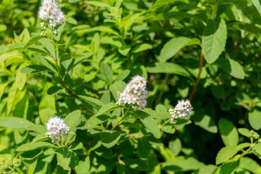 Güneşli bir günde bahçede açan bahar çiçekleri