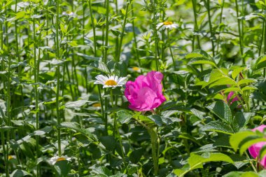 Güneşli bir günde bahçede açan bahar çiçekleri