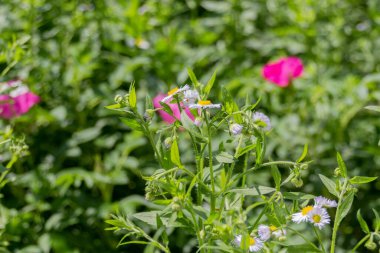 Güneşli bir günde bahçede açan bahar çiçekleri