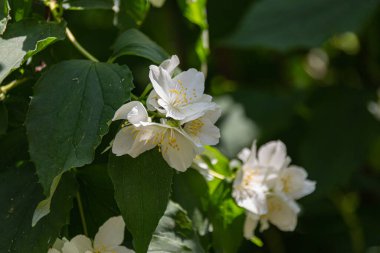 Bahçede çiçek açan beyaz yasemin çiçekleri