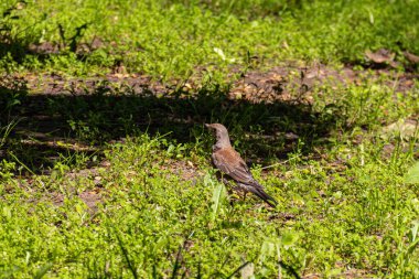 Çalı kuşu yazın parkta çimenlerde yürüyor..