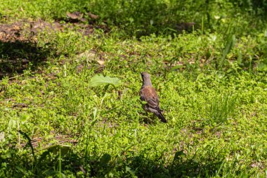 Çalı kuşu yazın parkta çimenlerde yürüyor..