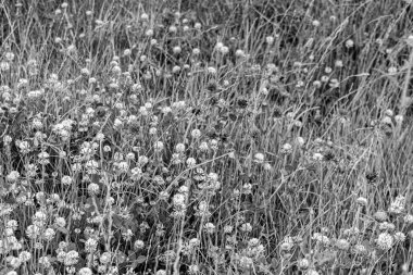 Çiçek açan yonca (trifolium) çiçekli çayır, siyah beyaz fotoğraf