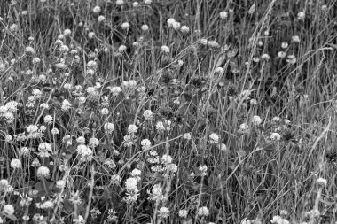 Çiçek açan yonca (trifolium) çiçekli çayır, siyah beyaz fotoğraf