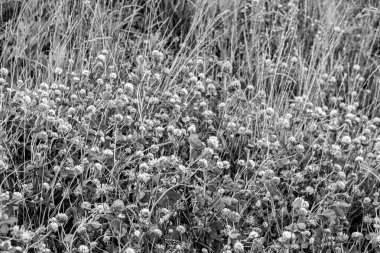 Çiçek açan yonca (trifolium) çiçekli çayır, siyah beyaz fotoğraf