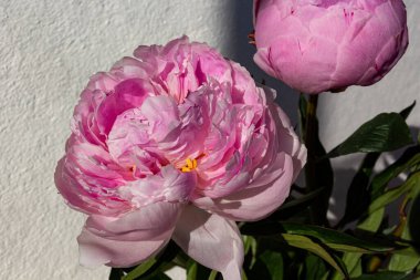 Hafif arka planda çiçek açan pembe şakayık çiçeği. Güzel pembe çiçek.