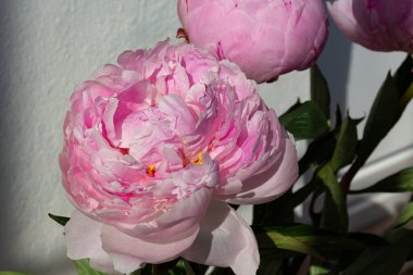 Hafif arka planda çiçek açan pembe şakayık çiçeği. Güzel pembe çiçek.