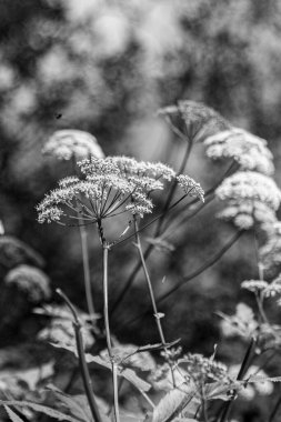 Yaz boyunca gölün kenarında çiçek açan Sambucus çiçekleri, siyah beyaz fotoğraf.