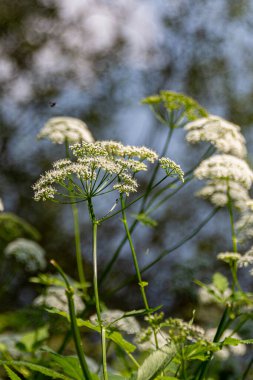 Yaz boyunca gölet kenarında çiçek açan Sambucus çiçekleri.