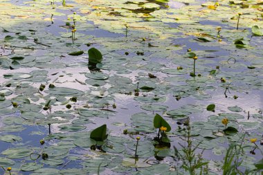 Nymphaea (su zambakları) - su, su bitkileri, su bitkileri
