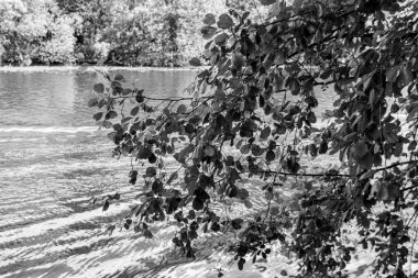 Ağaca, gölete ve parka bak, siyah beyaz fotoğraf