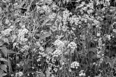 Yaz boyunca parktaki çayırda çiçek açan siyah beyaz fotoğraf.