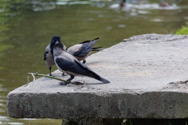 Yaz boyunca gölet kenarında kuzgun (Corvus cornix) grubu