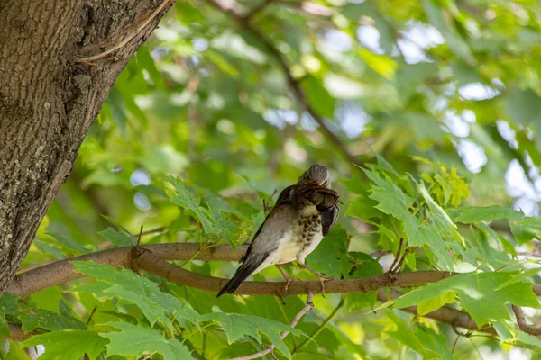 Feldvogel Sitzt Auf Einem Ast Eines Ahornbaums Feldfrüchte Turdus Pilaris — Stockfoto