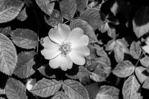 Fioritura Doge Fiori Rosa Parco Foto Bianco Nero Rosa Canina — Foto Stock