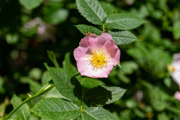 Parkta çiçek açan pembe doge çiçekleri. Rosa canina güzel çiçekler.