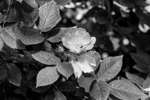 Fioritura Doge Fiori Rosa Parco Foto Bianco Nero Rosa Canina — Foto Stock