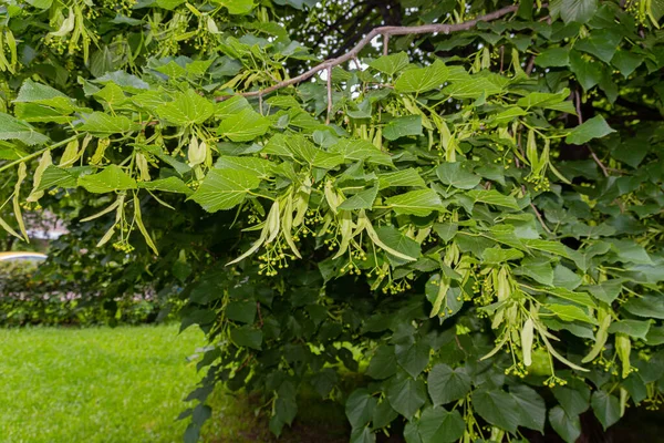 Linden Ağacı Yeşili Yapraklar Yumurtalıklar Yaz Boyunca Linden — Stok fotoğraf