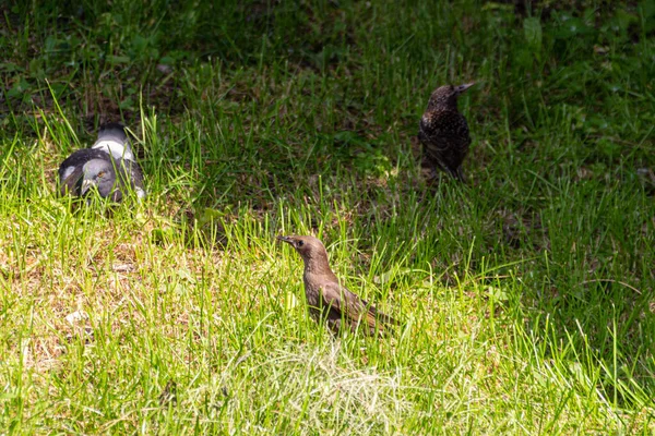 Taube Und Sturnus Gras Vögel Spazieren Und Entspannen Der Sommersonne — Stockfoto
