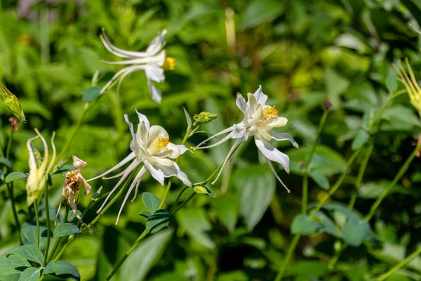 Blühende Weiße Aquilegia Duftet Nach Blüten Duftende Akelei Oder Süß — Stockfoto