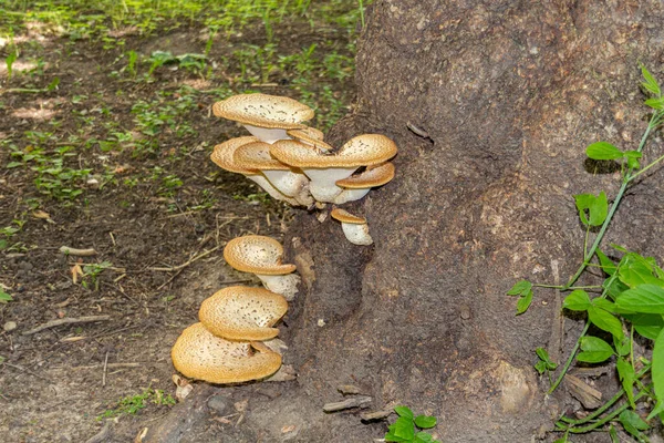 Cerioporus Squamosus Also Known Pheasant Back Mushrooms Dryad Saddle Basidiomycete — Stock Photo, Image